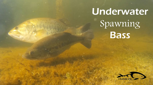 Underwater Spawning Bass