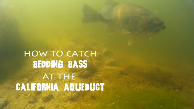 FishAholics: How To Catch Bedding Bass At The California Aqueduct