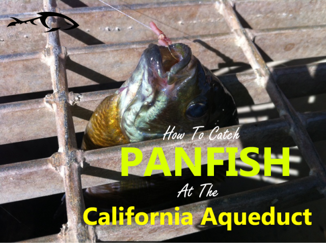 How To Catch Panfish At The California Aqueduct