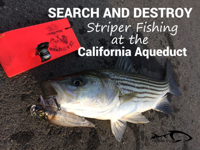 Search And Destroy Striper Fishing At The California Aqueduct