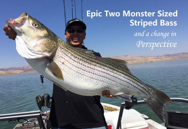 Epic Two Monster Striped Bass And A Change In Perspective