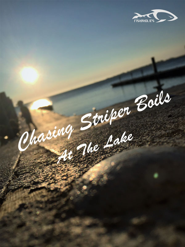 Chasing Striper Boils At The Lake