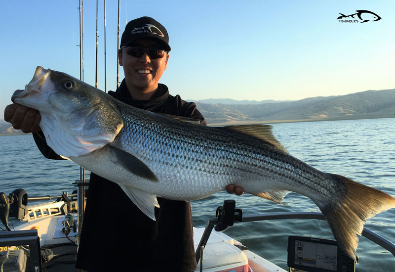 Musso or Pichney ? - Striper Talk Striped Bass Fishing