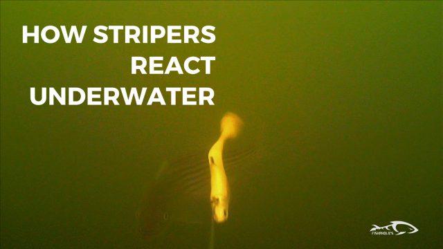 How Stripers React Under Water