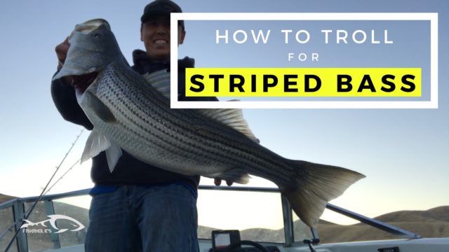 How To Troll For Striped Bass