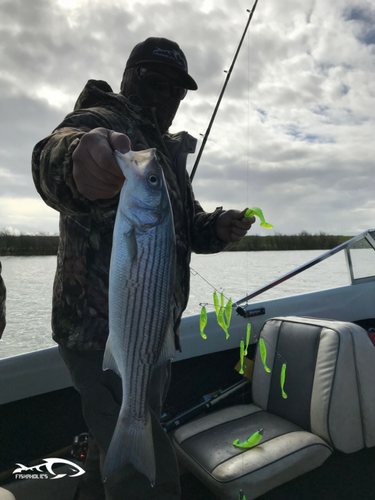 Fishing Report: Sacramento Deep Water Ship Channel aka DWC March 24, 2018