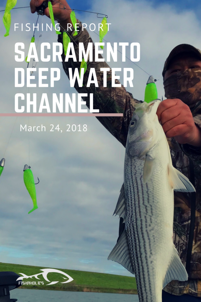 Fishing Report: Sacramento Deep Water Ship Channel aka DWC March 24, 2018