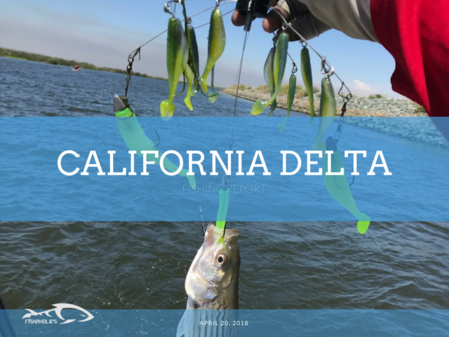 Fishing Report: California Delta April 19, 2018